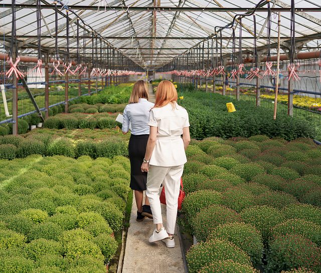 Dos mujeres caminan por el pasillo de un invernadero rodeado de plantas verdes en macetas, observando el cultivo bajo un techo de vidrio